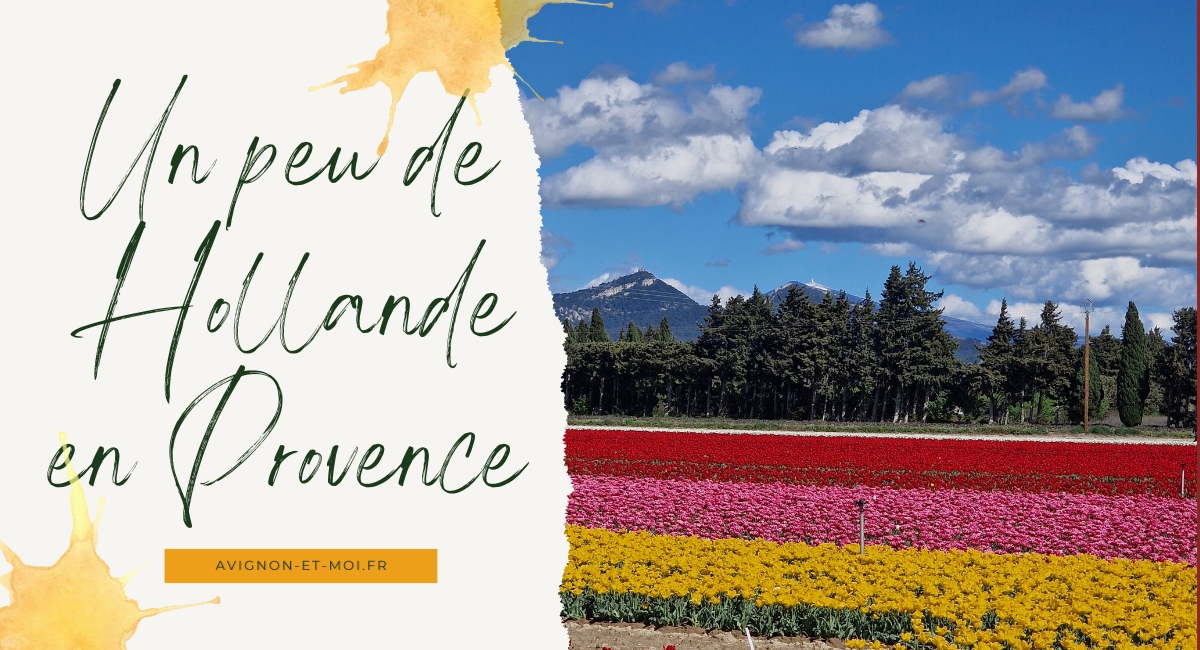 Les tulipes de Jonquières