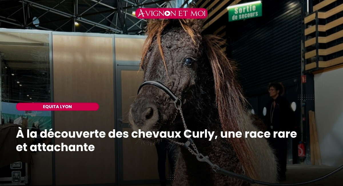 L’élevage d’American Curly présenté à Equita Lyon