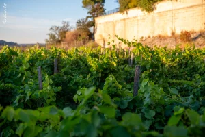 Ban des Vendanges 2026 à Avignon : retour en images sur une grande fête populaire — photo 211