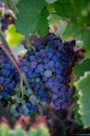 Ban des Vendanges 2026 à Avignon : retour en images sur une grande fête populaire — photo 212
