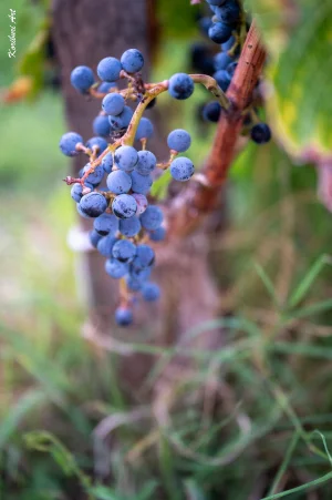 Ban des Vendanges 2026 à Avignon : retour en images sur une grande fête populaire — photo 224