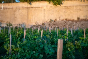 Ban des Vendanges 2026 à Avignon : retour en images sur une grande fête populaire — photo 225