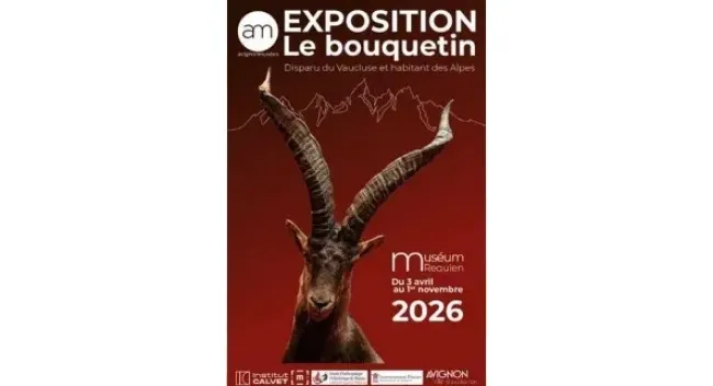 Le bouquetin, disparu du Vaucluse et habitant des Alpes