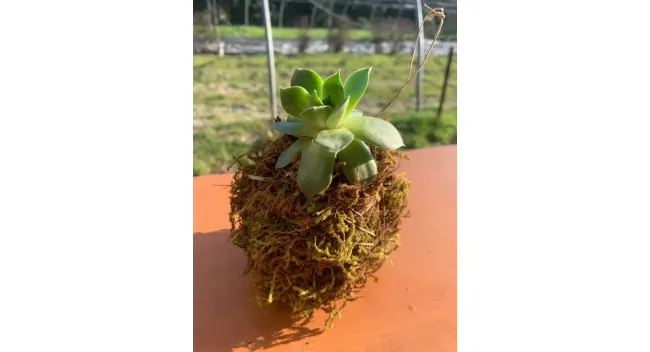 Créations végétales – Créer son kokedama