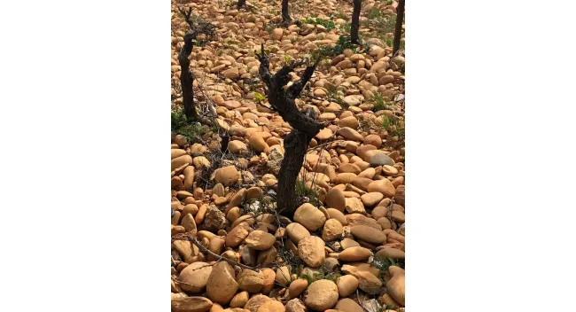 Atelier École des Vins - Dégustation géo-sensorielle des Crus des Côtes du Rhône